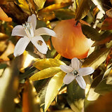 Bvlgari Le Gemme Tygar EDP For Him - 100 ml