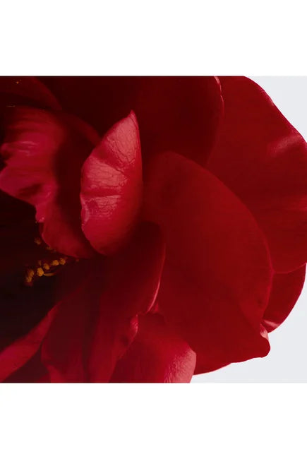 Chanel N°1 De Chanel Lip And Cheek Balm Enhances Colour Nourishes Plumps - 5 Lively Rosewood